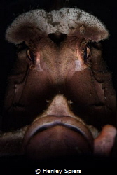 Grumpy Rhinophia by Henley Spiers 